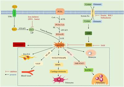 Ferroptosis and endoplasmic reticulum stress in rheumatoid arthritis